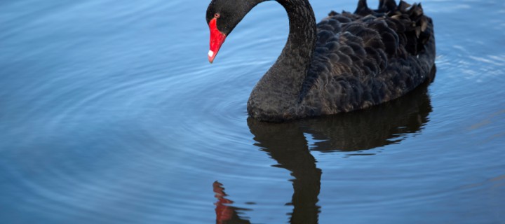La madurez digital cuando llega un cisne negro
